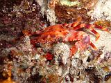 Crabe nageur occele
